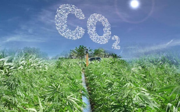 Cómo el cáñamo puede reducir el dióxido de carbono en el aire